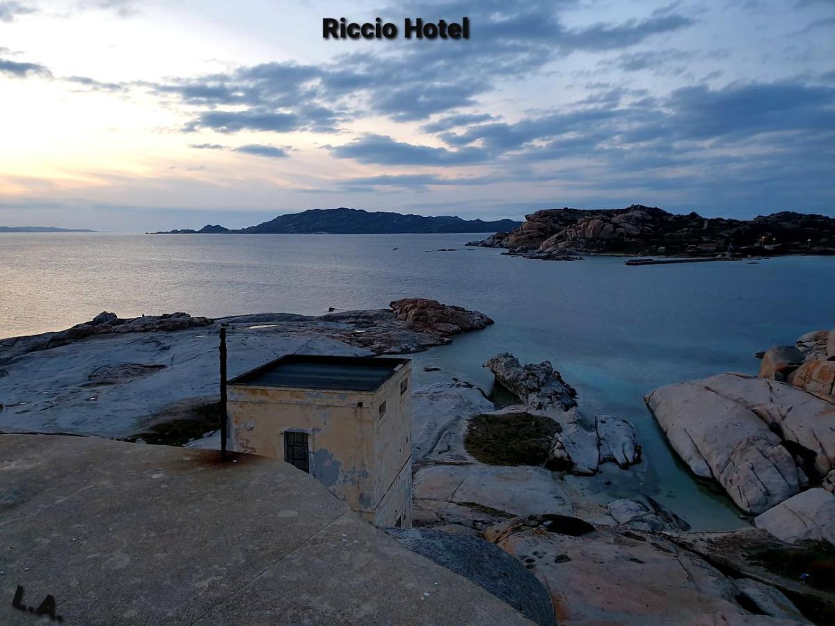 Riccio La Maddalena (Sassari)